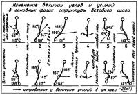 Изменение величин углов и усилий в основных фазах бегового шага 11607